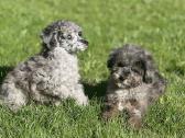 Blue merle toy pudeliai - nuotraukos Nr. 3