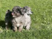 Blue merle toy pudeliai - nuotraukos Nr. 4