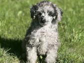 Blue merle toy pudeliai - nuotraukos Nr. 5