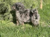 Blue merle toy pudeliai - nuotraukos Nr. 6