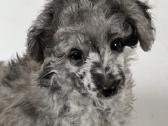 Blue merle toy pudeliukas - nuotraukos Nr. 7