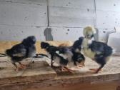 Parduodami viščiukai - nuotraukos Nr. 3