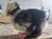 Parduodami viščiukai - nuotraukos Nr. 2