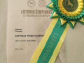 Pekino šuniukai Lkd Fci. Tel. - nuotraukos Nr. 11