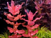 Akvariumo augalai