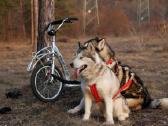 Paspirtukas Pawtrekker