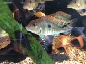 Geophagus tapajos red head ir gyvavadės