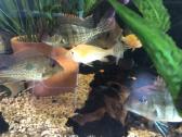 Geophagus tapajos red head ir gyvavadės - nuotraukos Nr. 2