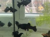 Geophagus tapajos red head ir gyvavadės - nuotraukos Nr. 5