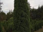 Tujos Smaragd užaugintos Lietuvoje / 170 - 180 cm - nuotraukos Nr. 6