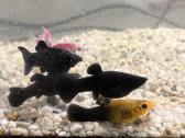 LED akvariumas Aquatel 54l - nuotraukos Nr. 2