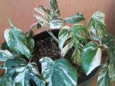 Monstera variegata - nuotraukos Nr. 5