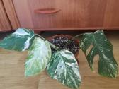 Monstera variegata