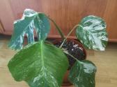 Monstera variegata - nuotraukos Nr. 2