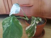 Monstera variegata - nuotraukos Nr. 3