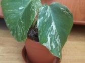 Monstera variegata - nuotraukos Nr. 4