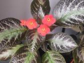 Parduodu Episcia silver skies. Gražiai žydi - nuotraukos Nr. 3