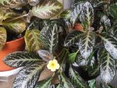 Parduodu Episcia silver skies. Gražiai žydi - nuotraukos Nr. 4