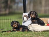 Parduodami Kavalier King Charles Spaniel berniukai - nuotraukos Nr. 2