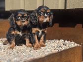Parduodami Kavalier King Charles Spaniel berniukai