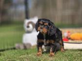 Parduodami Kavalier King Charles Spaniel berniukai - nuotraukos Nr. 3