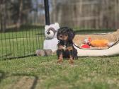 Parduodami Kavalier King Charles Spaniel berniukai - nuotraukos Nr. 5