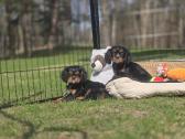 Parduodami Kavalier King Charles Spaniel berniukai - nuotraukos Nr. 4