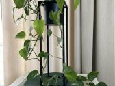 Kambarinės gėlės: monstera, skindapas, sansevjera - nuotraukos Nr. 2