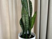 Kambarinės gėlės: monstera, skindapas, sansevjera - nuotraukos Nr. 3