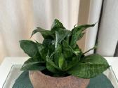 Kambarinės gėlės: monstera, skindapas, sansevjera - nuotraukos Nr. 4