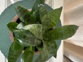 Kambarinės gėlės: monstera, skindapas, sansevjera - nuotraukos Nr. 5