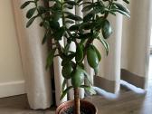 Kambarinės gėlės: monstera, skindapas, sansevjera - nuotraukos Nr. 8