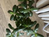 Kambarinės gėlės: monstera, skindapas, sansevjera - nuotraukos Nr. 9