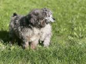 Blue merle toy pudeliai - nuotraukos Nr. 7