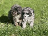 Blue merle toy pudeliai - nuotraukos Nr. 2