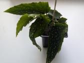 Taškuotoji begonija (Begonia Maculata Polka Dot)