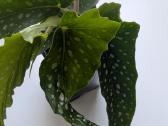 Taškuotoji begonija (Begonia Maculata Polka Dot) - nuotraukos Nr. 2