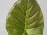 Alocasia Regal Shields