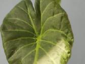 Alocasia Regal Shields - nuotraukos Nr. 2