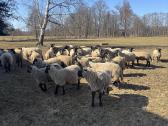 Suffolk avys - nuotraukos Nr. 3