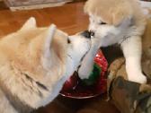 Akita Inu