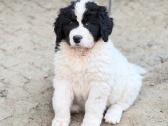 Landseer Puppies with Pedigree