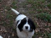 Landseer Puppies with Pedigree - nuotraukos Nr. 2