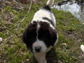 Landseer Puppies with Pedigree - nuotraukos Nr. 3