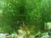 Akvariumo krevetės - nuotraukos Nr. 3