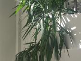 Parduodama reta, 4 m aukščio Dracaena marginata.