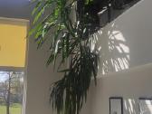 Parduodama reta, 4 m aukščio Dracaena marginata. - nuotraukos Nr. 2