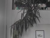 Parduodama reta, 4 m aukščio Dracaena marginata. - nuotraukos Nr. 3