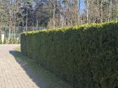 Gyvatvorių karpymas. Jonava, Kaunas, Ukmergė - nuotraukos Nr. 22