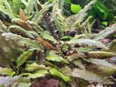 Akvariumo Augalai - Cryptocoryne sp. - nuotraukos Nr. 3
